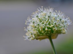 Mortsel - Sierui (Allium White Giant)
